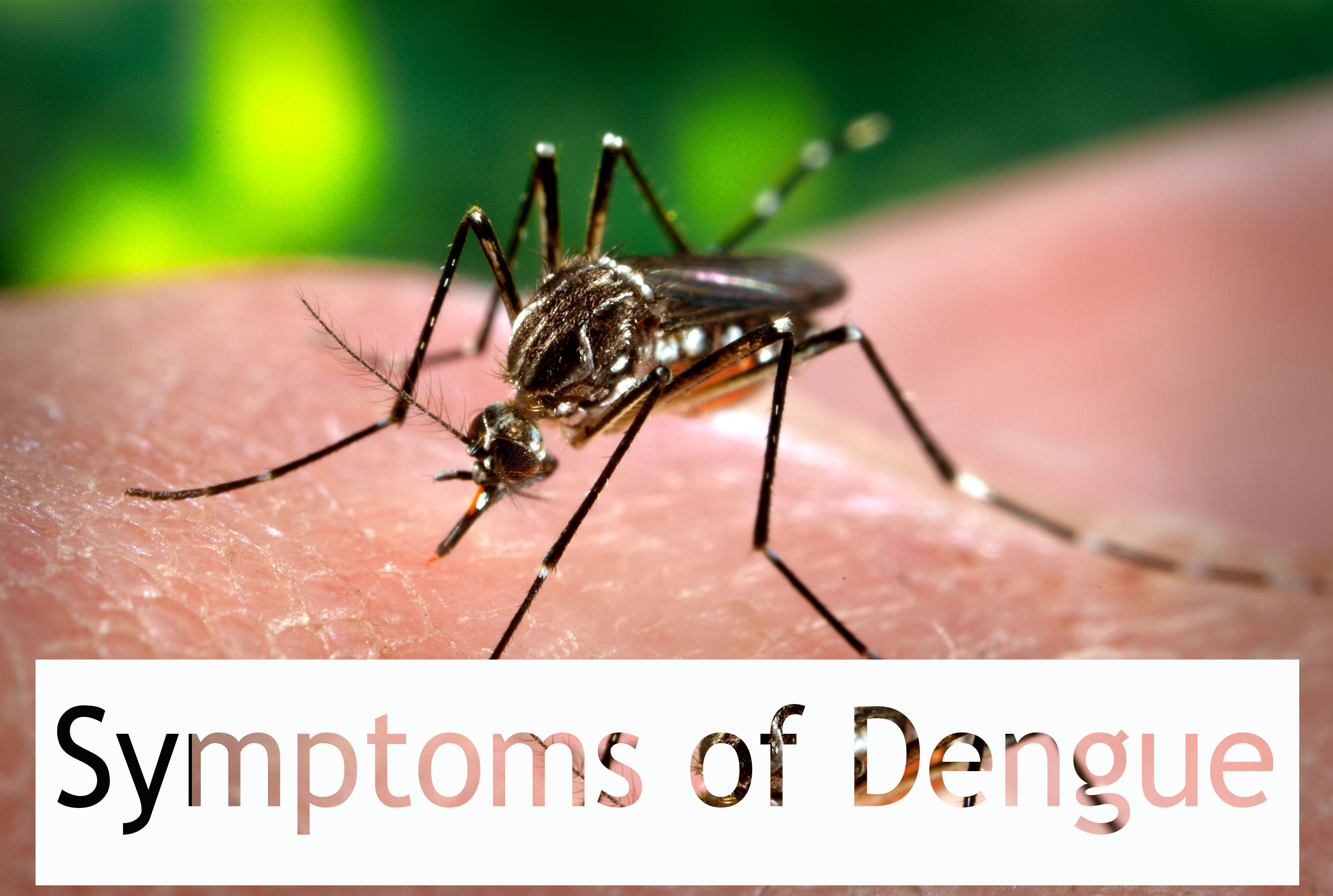Symptoms of Dengue