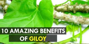 10-Amazing-Benefits-of-Giloy