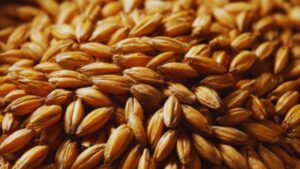 Ayurvedic ingredients, benefits of turmeric, sesame seeds for health, Amla for immunity, ghee benefits, honey in Ayurveda, Tulsi uses, barley for weight loss, natural healing, Ayurvedic remedies.