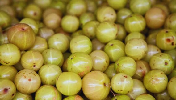 amla immunity booster foods, natural immunity tips, Ayurvedic immunity boosters, amla benefits, amla for immunity, foods to boost immunity, amla honey benefits, amla turmeric benefits, amla ginger drink, amla lemon drink, amla tulsi tea, immunity-boosting foods, superfoods for immunity, vitamin C rich foods, natural remedies for immunity, strengthen immune system naturally, antioxidant foods, anti-inflammatory foods, Ayurvedic superfoods, boost white blood cells, detox drinks for immunity, amla juice benefits, amla powder benefits, home remedies for immunity, immunity tonic, natural immune boosters, amla recipes for health, immunity drinks, herbal immunity boosters, immunity-boosting herbal remedies, amla wellness benefits