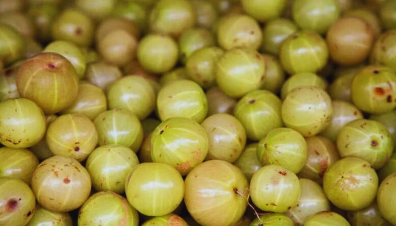 amla immunity booster foods, natural immunity tips, Ayurvedic immunity boosters, amla benefits, amla for immunity, foods to boost immunity, amla honey benefits, amla turmeric benefits, amla ginger drink, amla lemon drink, amla tulsi tea, immunity-boosting foods, superfoods for immunity, vitamin C rich foods, natural remedies for immunity, strengthen immune system naturally, antioxidant foods, anti-inflammatory foods, Ayurvedic superfoods, boost white blood cells, detox drinks for immunity, amla juice benefits, amla powder benefits, home remedies for immunity, immunity tonic, natural immune boosters, amla recipes for health, immunity drinks, herbal immunity boosters, immunity-boosting herbal remedies, amla wellness benefits