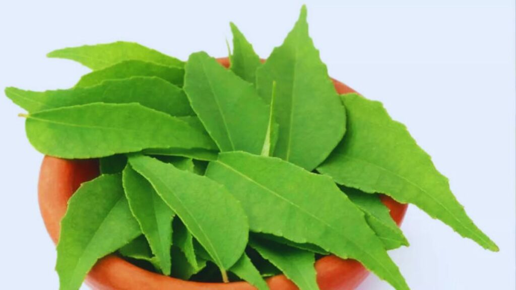 curry leaves benefits, Kadi Patta health benefits, chewing curry leaves, curry leaves for hair, curry leaves for digestion, curry leaves for weight loss, curry leaves for diabetes, curry leaves on empty stomach.