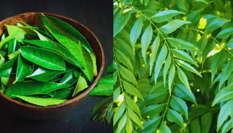 curry leaves benefits, Kadi Patta health benefits, chewing curry leaves, curry leaves for hair, curry leaves for digestion, curry leaves for weight loss, curry leaves for diabetes, curry leaves on empty stomach.