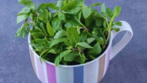 Ayurvedic ingredients, benefits of turmeric, sesame seeds for health, Amla for immunity, ghee benefits, honey in Ayurveda, Tulsi uses, barley for weight loss, natural healing, Ayurvedic remedies.