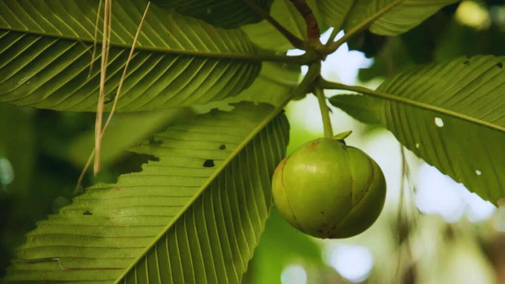 forgotten Indian fruits, Ayurvedic fruits, rare Indian fruits, traditional Indian fruits, Chakotra benefits, Bengal currant karonda, star fruit kamrakh, wood apple bael, elephant apple chalta, ancient Indian superfoods, Indian fruit chutney recipes, Ayurvedic diet fruits, vitamin C rich fruits India.