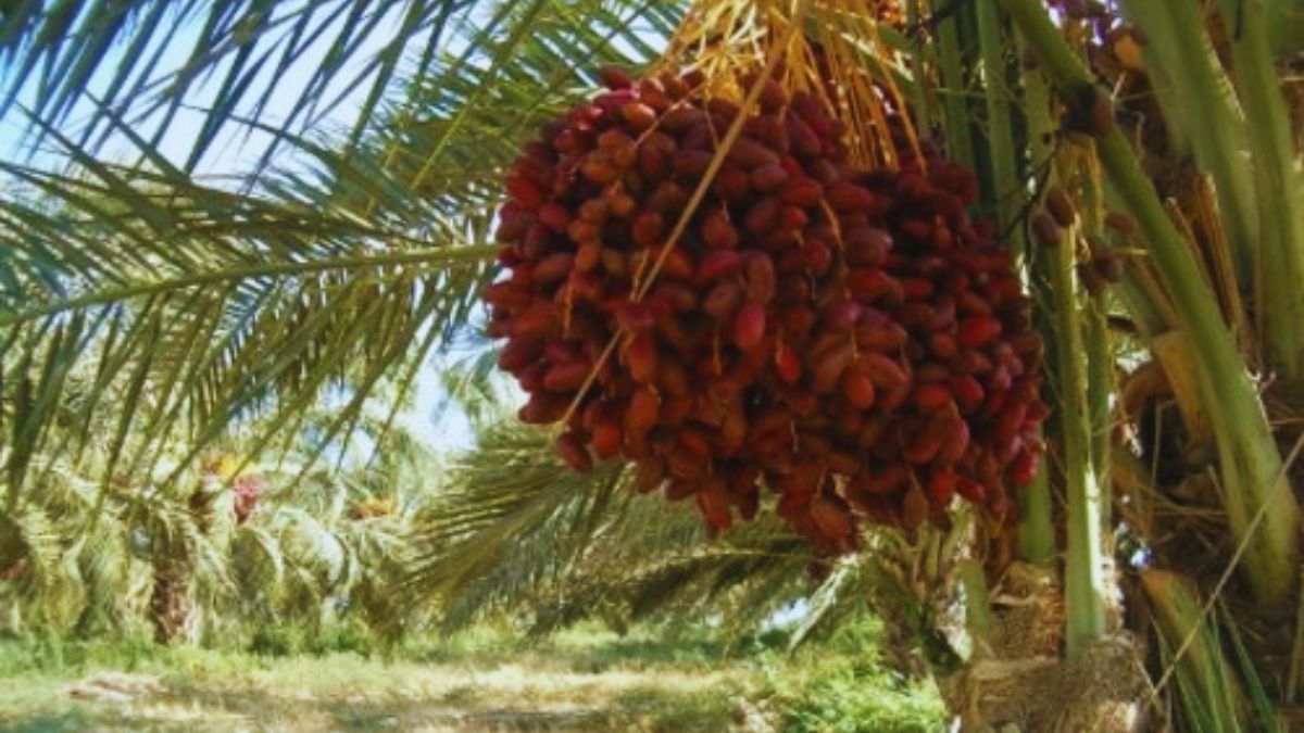 dates benefits in winter, dates health benefits, khajoor benefits, winter superfoods, dates for energy, dates for immunity, dates for digestion, benefits of eating dates, healthy winter foods, natural energy booster, dates nutrition, dates for skin and hair, dates for heart health, winter diet tips, why eat dates in winter, dates vitamins minerals, dates for bones, digestive health dates, winter wellness foods, superfoods for winter