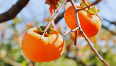 persimmons benefits, persimmons in winter, persimmon nutrition, winter immunity foods, antioxidant-rich fruits, heart healthy fruits, vitamin C foods, beta-carotene rich fruits, winter diet tips, persimmon health benefits, natural energy foods