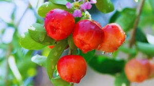 vitamin c foods, natural sources of vitamin c, best vitamin c foods, high vitamin c fruits, high vitamin c vegetables, vitamin c rich foods, boost immunity naturally, vitamin c superfoods, foods higher than oranges in vitamin c, vitamin c benefits, vitamin c intake, immunity boosting foods, antioxidant rich foods, healthy diet tips, vitamin c for skin, vitamin c nutrition