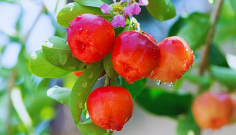 vitamin c foods, natural sources of vitamin c, best vitamin c foods, high vitamin c fruits, high vitamin c vegetables, vitamin c rich foods, boost immunity naturally, vitamin c superfoods, foods higher than oranges in vitamin c, vitamin c benefits, vitamin c intake, immunity boosting foods, antioxidant rich foods, healthy diet tips, vitamin c for skin, vitamin c nutrition